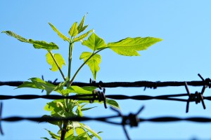 bigstockphoto_Breach_Of_Prison_534636